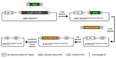 Construction and Immunogenicity of a Recombinant Pseudorabies Virus Variant With TK/gI/gE/11k/28k Deletion